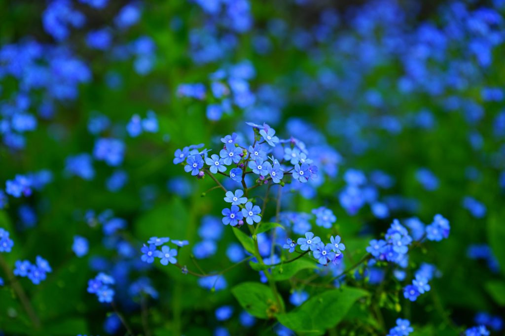 forget-me-nots-1365857_1280 (1)